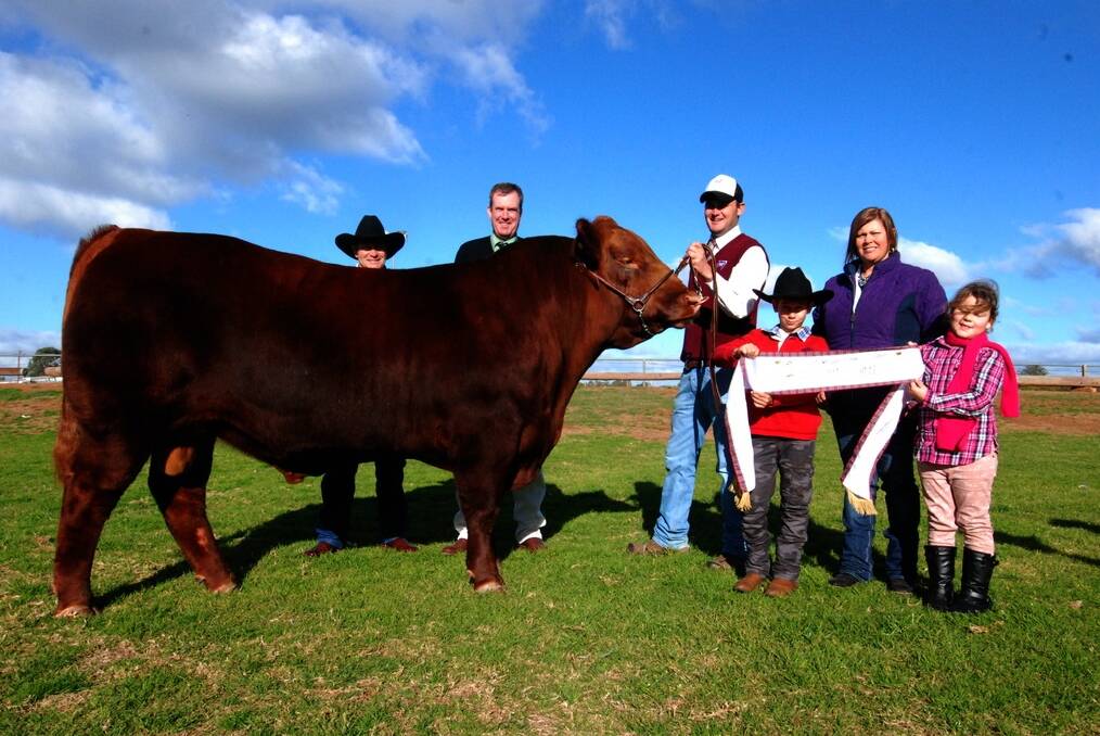 Grand champion bull Wollumbi Hi Star H53 equalled the Australian Red Angus sale record when the Iseppi family, GK Red Angus stud, Dalby, Queensland secured it at $22,000. Pictured with the bull is buyer Gavin Iseppi, GK Red Angus stud, Dalby, Queensland; Landmark auctioneer Paul Dooley, Tamworth; vendor David Croker, Wollumbi stud, Marulan; and Jake, Kirrily and Brooke Iseppi, GK stud.