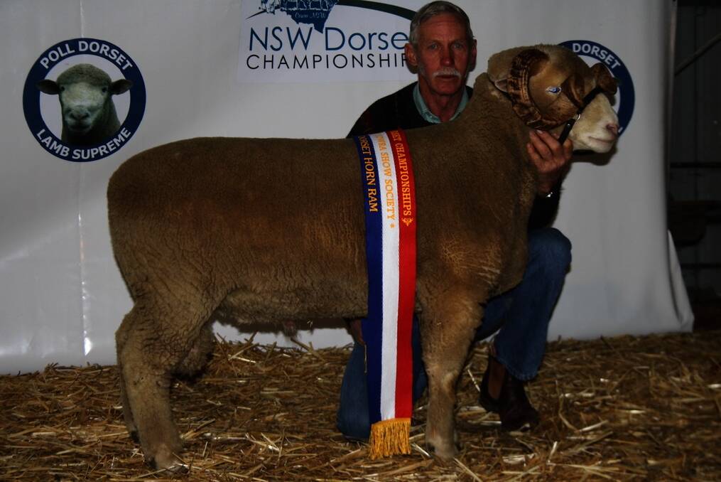 Keith Koble, Kei-Vale Dorset Horns stud, Boorowa, with his grand champion Dorset Horn ram. The ram won the ram under 1 1/2 years class. Kei-Vale were also the most successfull Dorset Horn exhibitor.