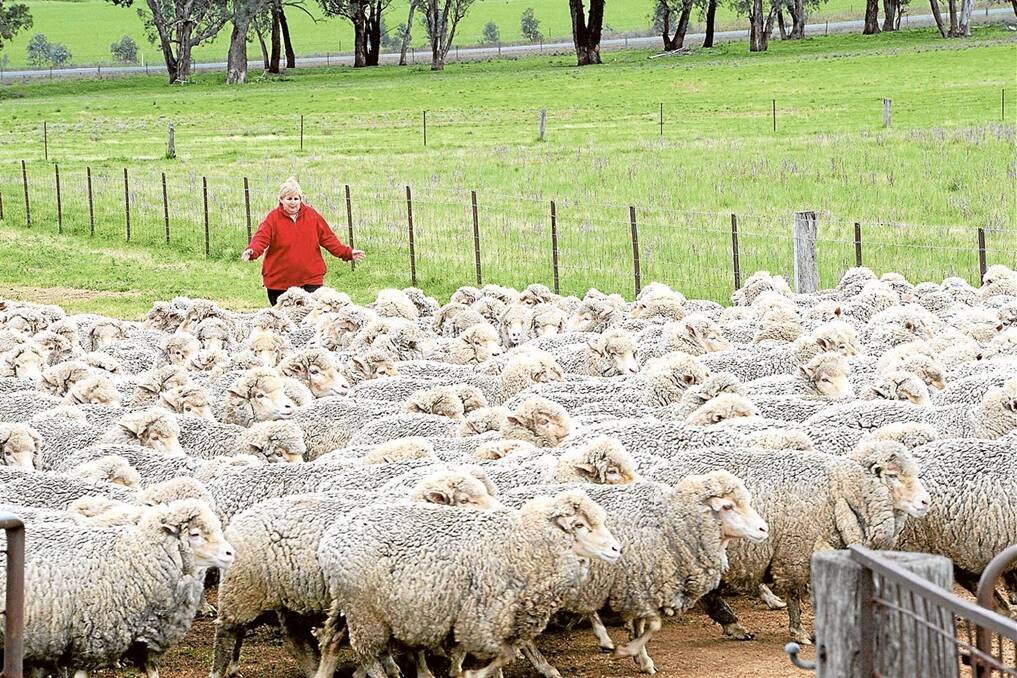 Gwenda Hazell yards three-and-a-half-year-old Merino ewes for shearing.