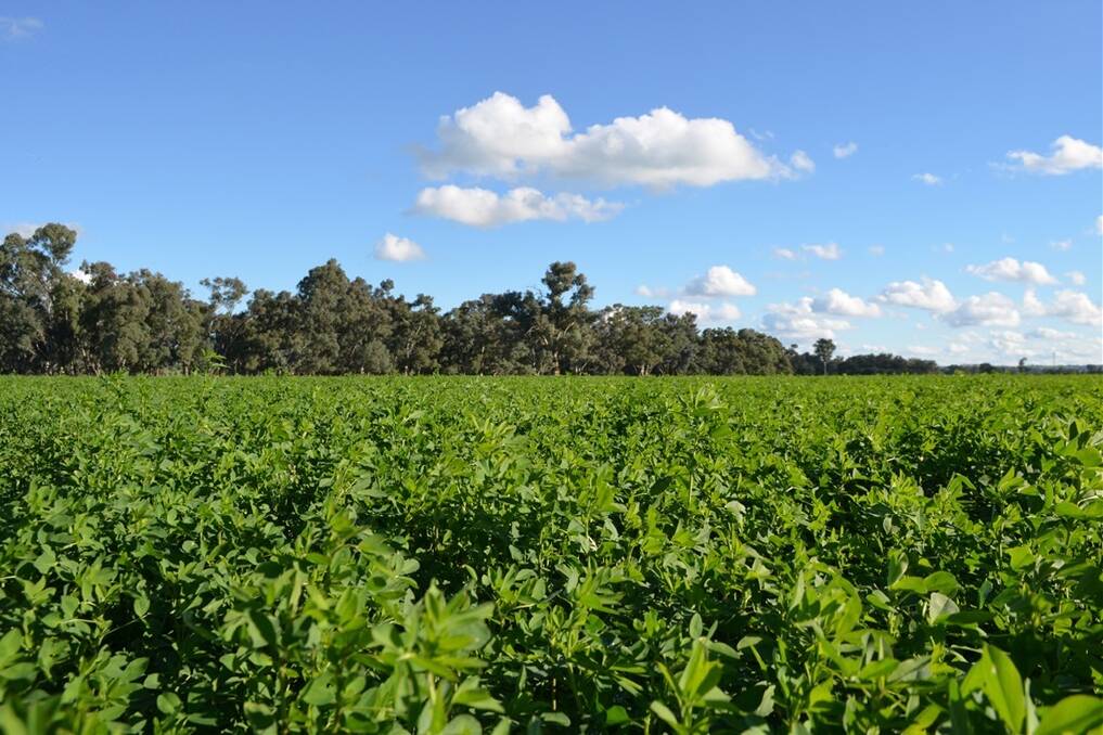 The 473ha Holbrook property “Ravenswood”, represents ease of management in a convenient location and is set to appeal to a range of buyers, such as those seeking a versatile finishing property.