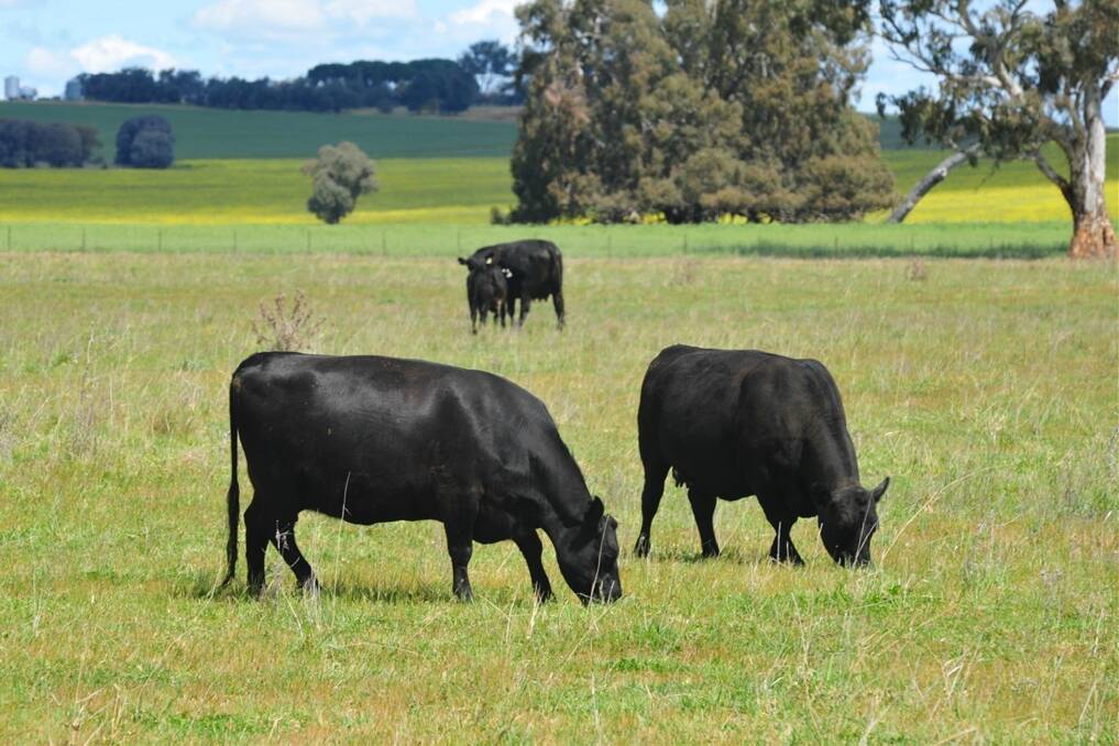 NSW Farmers take a stand on animal cruelty