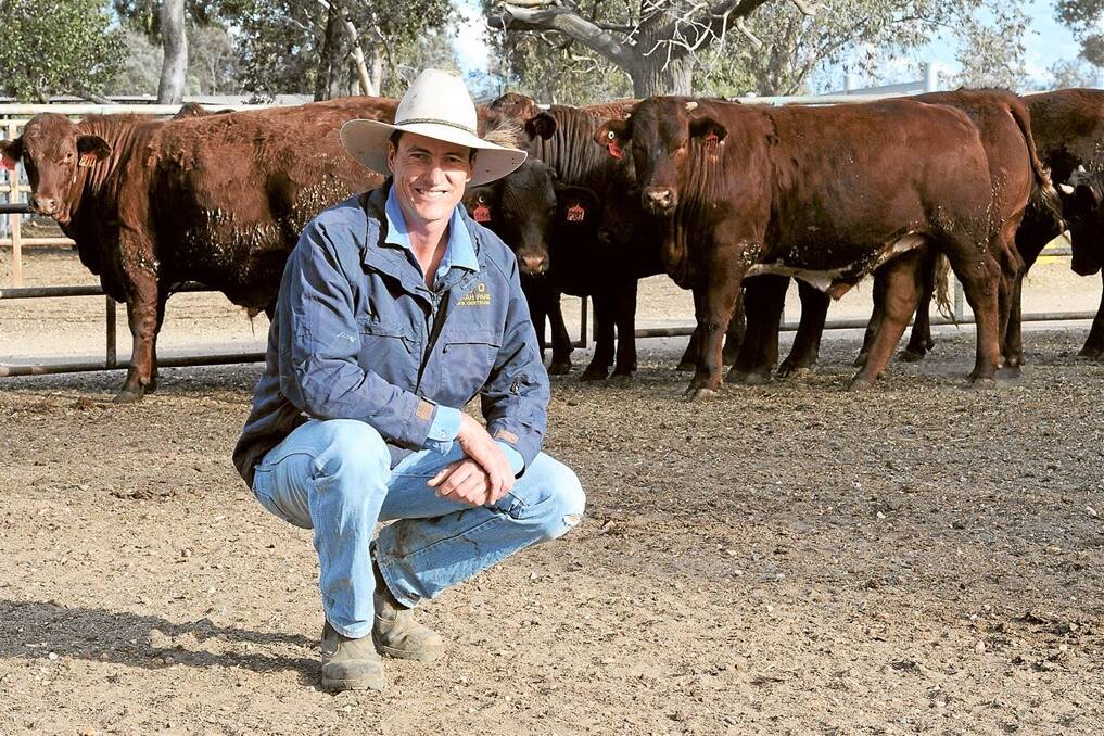 Mike Maccue, Wilga Feedlot, Bellata, with milk teeth Santa Gertrudis steers,average weight 496kg and on feed for 70 days. They have 35 days to go before being sold at Inverell. Photo: Rachael Web.