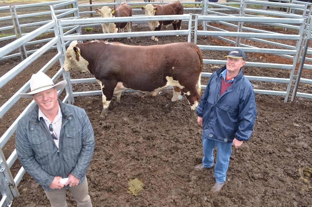Buyer David Reid, "Rangers Valley", Nundle, and Tummel Herefords stud principal Chris Lisle, "Lochaber", Walcha, with the top-priced bull Tummel Emblem H449, who sold for $10,000.