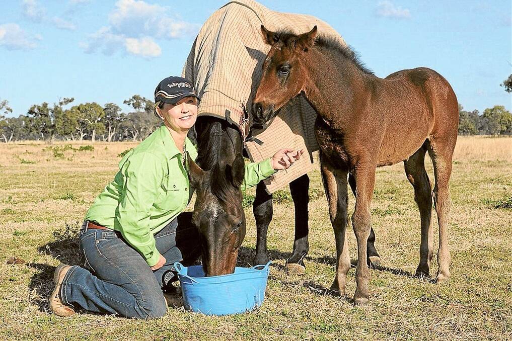  Meredith Chapman, Waymere Stud, Narrabri, has bred horses for 35 years and works in workplace health and safety.