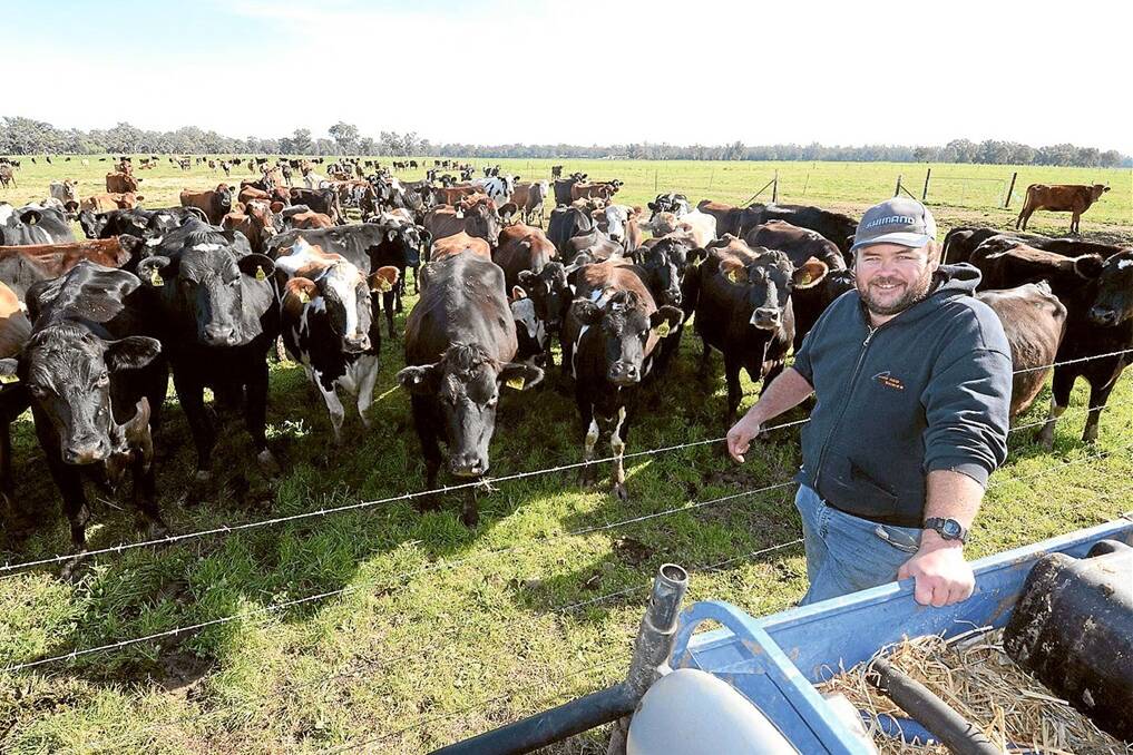 Clayton Alley, “Riverie”, Forbes, uses crossbred cattle to boost dairy production.