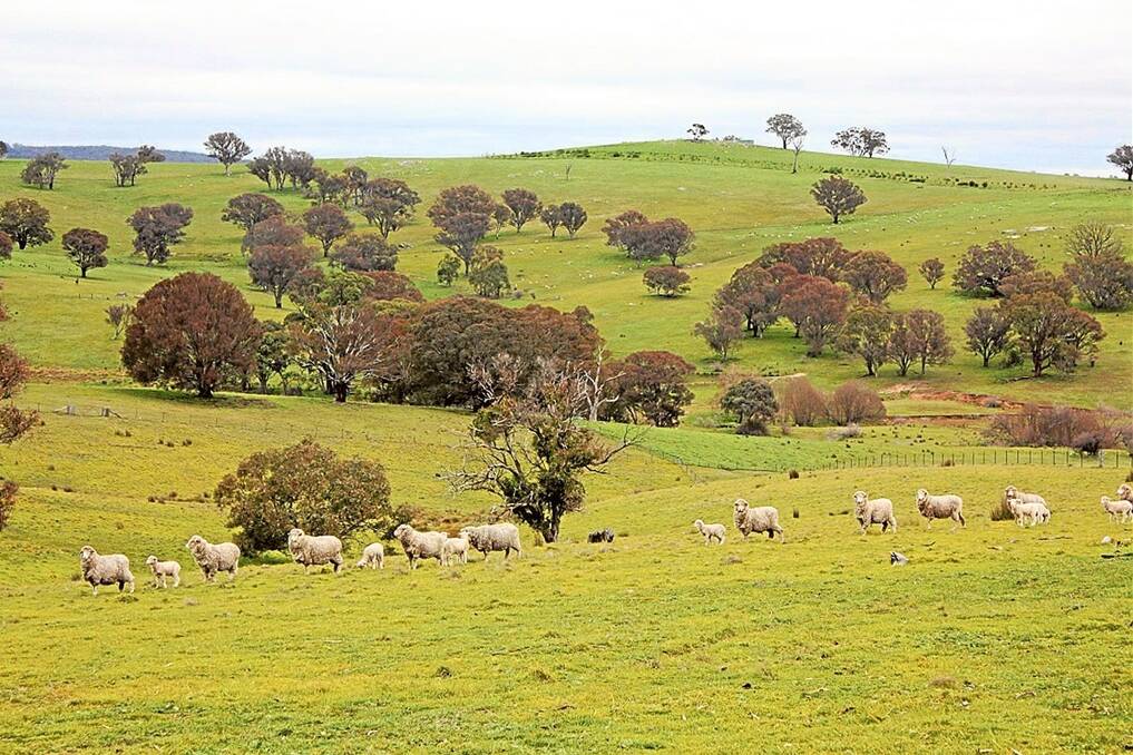 Merino ewes and crossbred lambs graze fresh winter pastures on “Garraroo”. 
