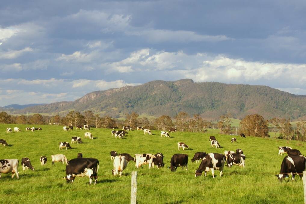 Dairy cows graze in Gloucester fields, where AGL's gas wells may be built.