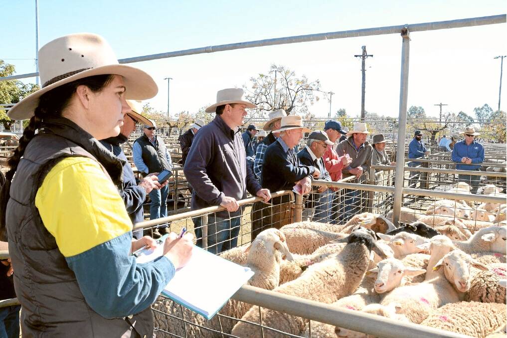 Dubbo saleyards timekeeper Katie Heilbronn watches Monday’s big sheep and lamb yarding being auctioned. The yarding totalled 59,375 head, made up of 46,500 lambs and 12,875 mutton and sheep.