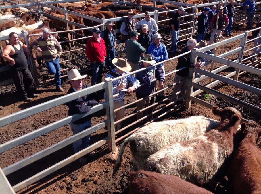 Sale scene at Dunedoo Special Store Cattle Sale on Thursday, July 31.