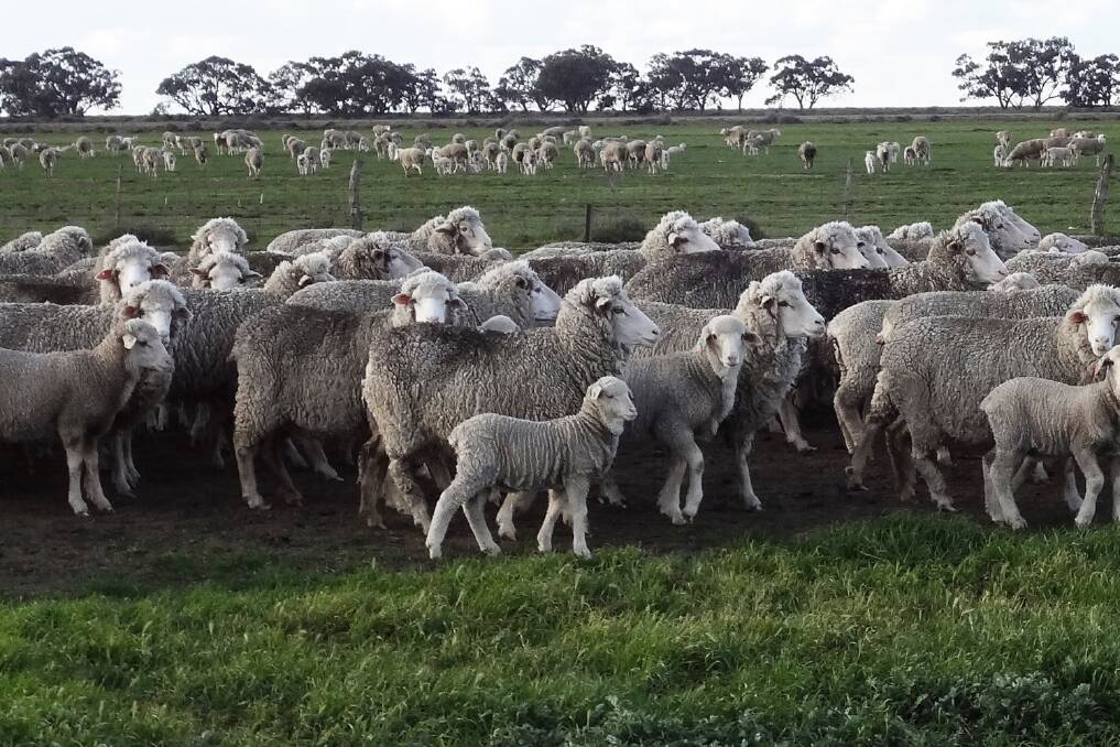 Stud and commercial Merino sheep had long been the traditional mainstay of “Caroonboon”, until a Dorper crossbreeding program was introduced 15 years ago, but Merinos are still in the mix.