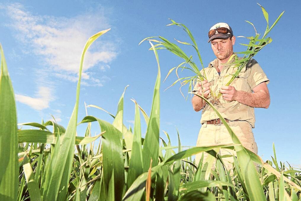 Goolgowi farmer Matt Bunn is waiting to see just how much his wheat’s yield has been affected after 40 per cent of the crop was hit by frost this week.