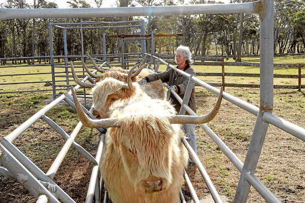 Susan Elder, "Durness", Mittagong, in her cattle yards specially modified to fit Highland cattle horns.