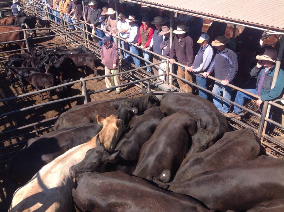 Cow and calf units were just starting to sell up to $1050 a unit at the Dubbo store cattle sale today after steers sold to a firm market.