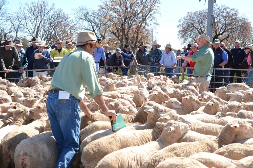 Landmark selling team in action during the Narromine special store sheep sale today.