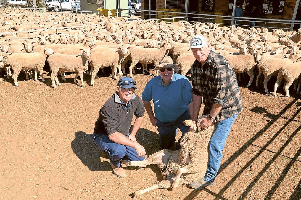 Kevin Cauduro, “Carlisle Park”, Yenda, looks at one of the 410 first-cross ewes he paid $162 a head for during the Narromine Special Store Sheep Sale on Wednesday, August 20, held by his manager, Mark Chinnery. The breeder, Tony Smith (centre) of Eumalga Partnership, “Broadwater”, Warren, looks on.