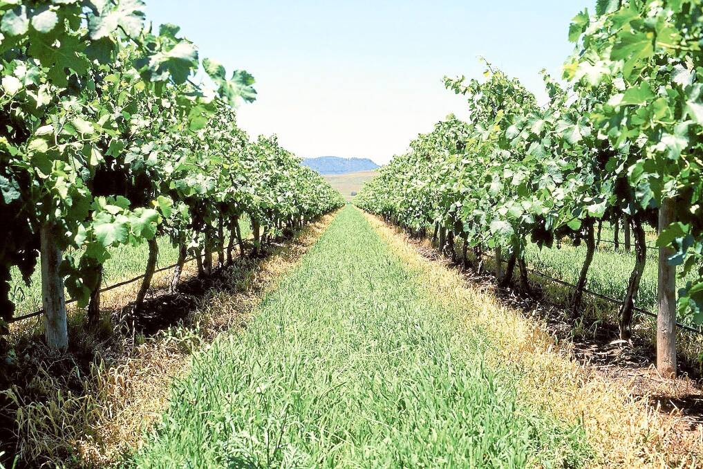 Denman vineyard, “Pyramid Hill”, produces both red and white varieties with annual yields often over 700 tonnes. 