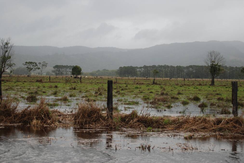 Drenched cattle paddocks on the outskirts of Mullumbimby this morning. Click the arrows to see more pics.