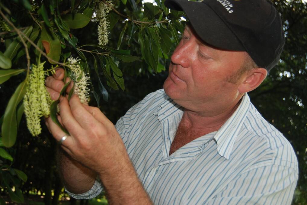 Macadamia grower Hugh Harris, "Evermore Farm", Tregeagle, examines this season's flowers in his orchard.