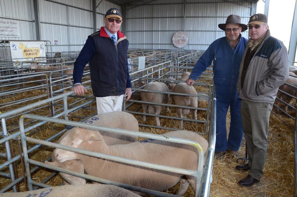 Marocara Poll Dorset studmaster John Kelly with two buyers, Kevin Whale and Peter Whiteley of Wellington