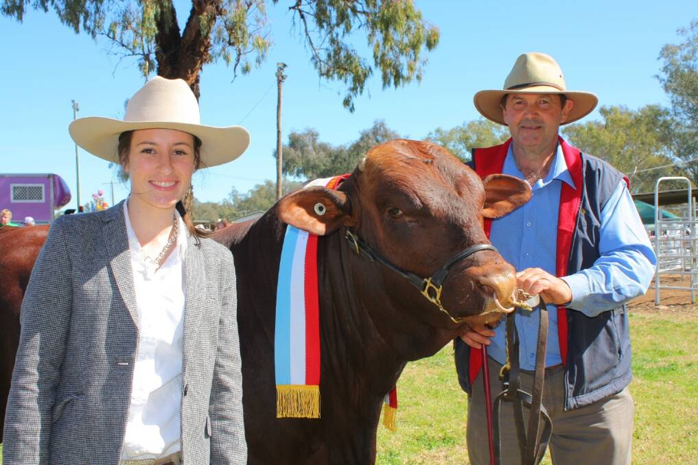 The judge, Hannah Powe, Goondoola Red Angus stud, Cargo, with her selection as grand champion bull at Condobolin Show, the 19-months-old Santa Gertrudis bull Denngal Hobart, held by exhibitor, Dennis Moxey of Denngal stud, Forbes.