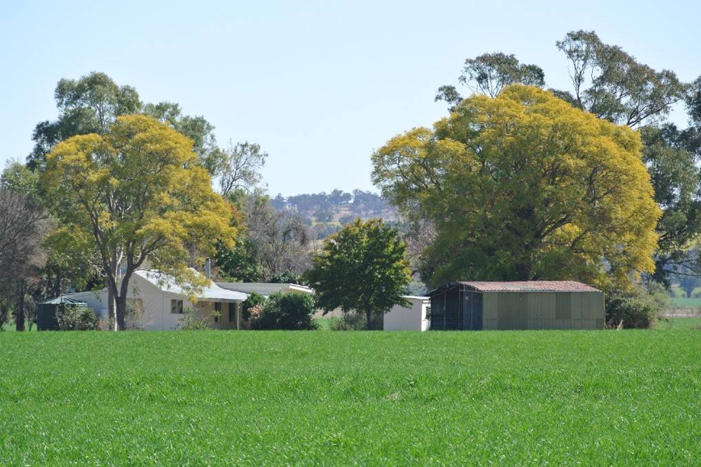 The Edgeroi property “Couradda North” features a three bedroom cottage, and is currently growing wheat, canola and faba beans.