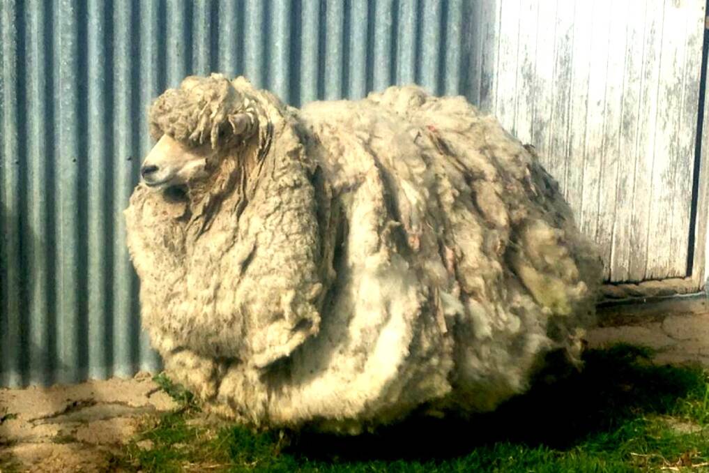 Samson, the Monaro sheep with the mighty fleece.