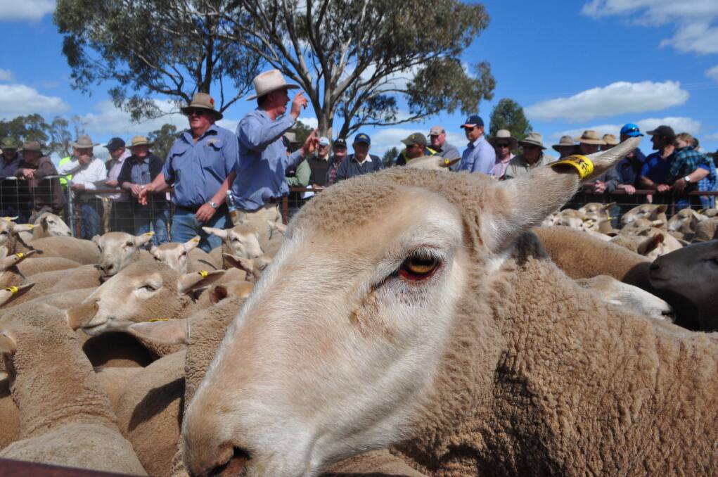 Ewe beauty: First-cross ewes hit $206 at Temora.