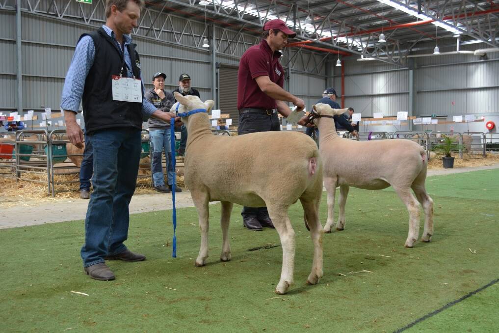 Reserve champion and champion White Suffolk ewe on the mat at Bendigo Elite White Suffolk Show and Sale