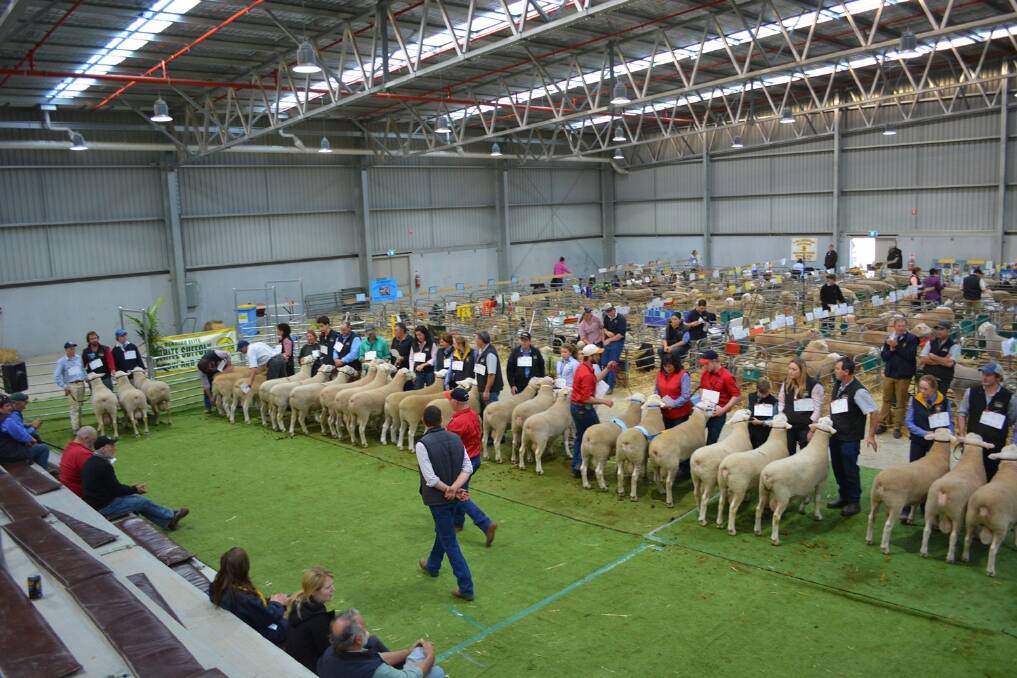NSW took out three of the four champions at the Elite White Suffolk Show in Bendigo