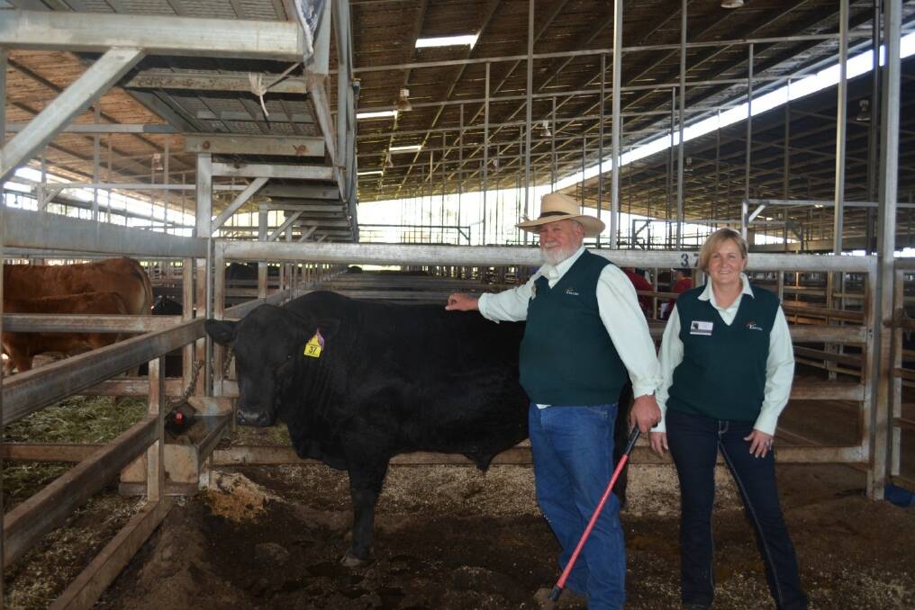 Neil and Glenda Gorrell, Llerrog Limousins stud with their top selling bull Llerrog Handpicked sold to phone bidders from Bell Queensland. 
