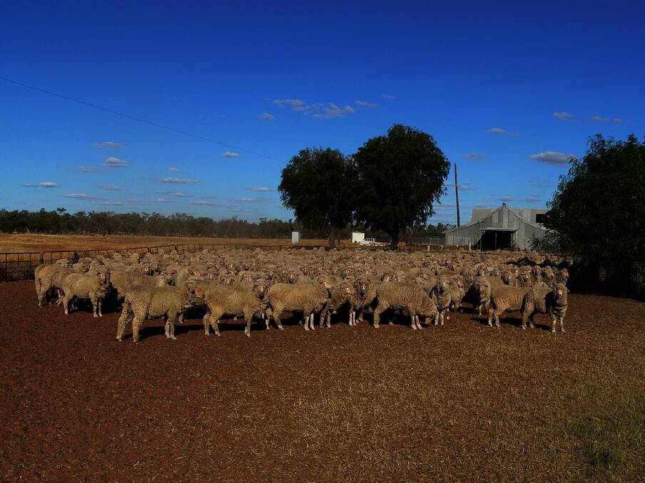 “Wapweelah”, north west of Bourke, has a good history of Merino production and has typically carried a Mumblebone blood Merino wether flock.