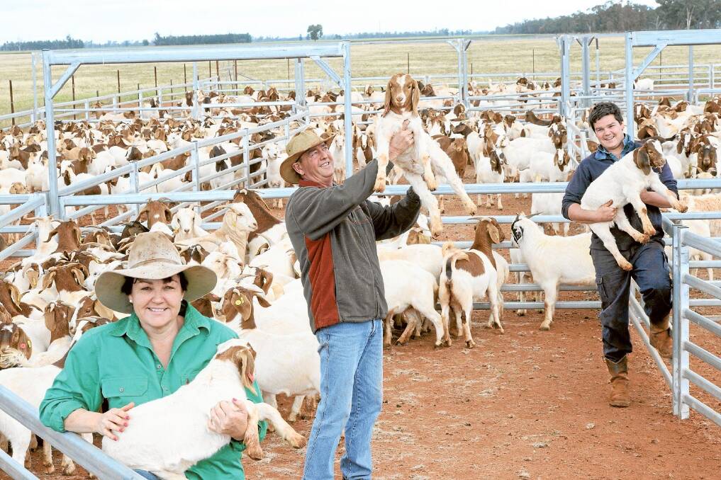 Ian, Allison Manwaring and son Rodney with their Boer Goats on their property "Malleevale", Condobolin.