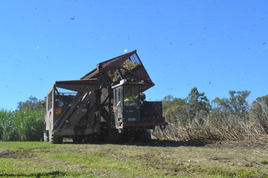 Cane being loaded into bins for transport to mill in the Clarence River region last week.