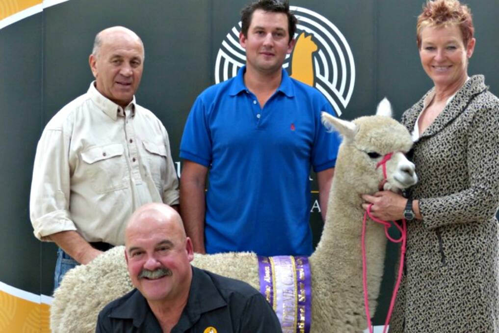 Ambersun Pure Exception offered by Chris Williams and Adrienne Clarke, Ambersun Alpacas, with buyers Steven Chiodo and Steve Klingsporn (both standing), of Merrijig Alpacas.