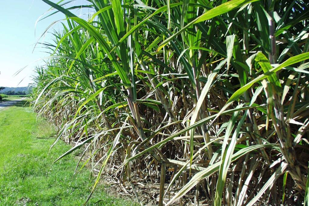 NSW sugar producers face an uncertain future in the face of cost-cutting by foreign-owned sugar millers.
