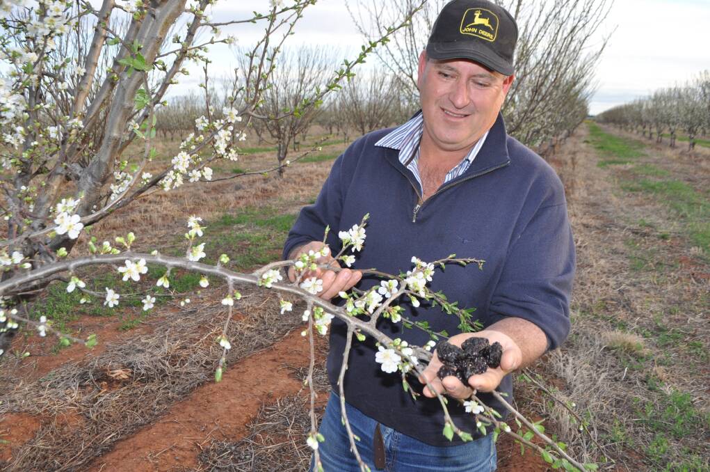 Yenda prune grower Peter Cremasco.