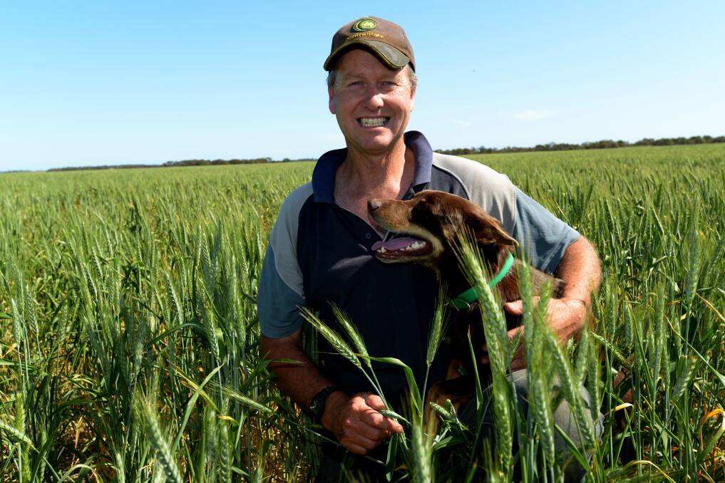 SMART MOVE: Signing up for multi-peril crop insurance has given David Newbold, Warooka, the confidence to invest more heavily in his cropping program. He said the dry spring had left him in no doubt about his decision to sign up, even though he was hoping to not make a claim.