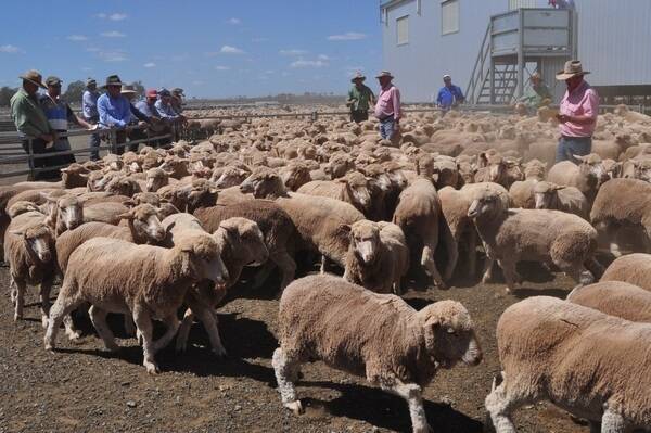 Virtual tour: See the new Wyvern Station woolshed, yards, shearers quarters and sale day action.