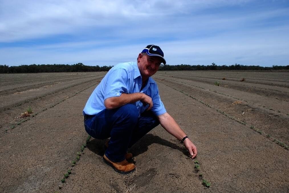 Tim Commins, �Brigalow�, near Whitton, inspects his Riverina cotton crop just emerging from the ground.