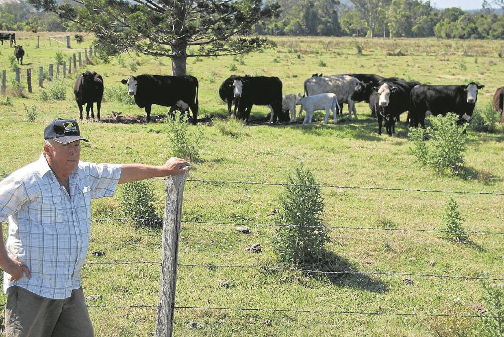 Trevor Hoffman "Woodview" at Tomki, near Casino, with Angus heifers and Brahman cows and their calves.