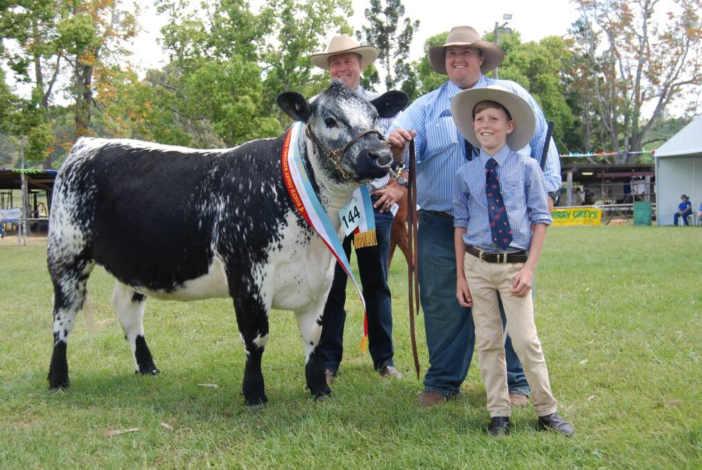 The Supreme Beef Exhibit, a Speckle Park heifer led by Travis Luscombe, Toowoomba, Queensland. Presenting the ribbon on behalf of sponsors George and Fuhrmann was Darren Perkins, with son Harrison.