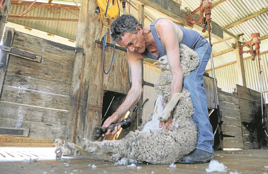 Craig Batterham shearing one of his ewes earlier this month.