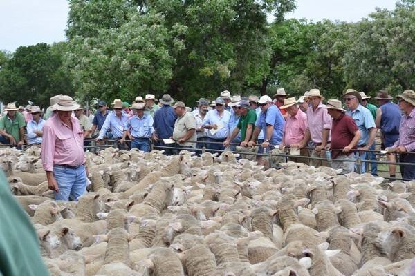 The Hay Merino Breeders Inc annual spring sheep sale was held on October 24.