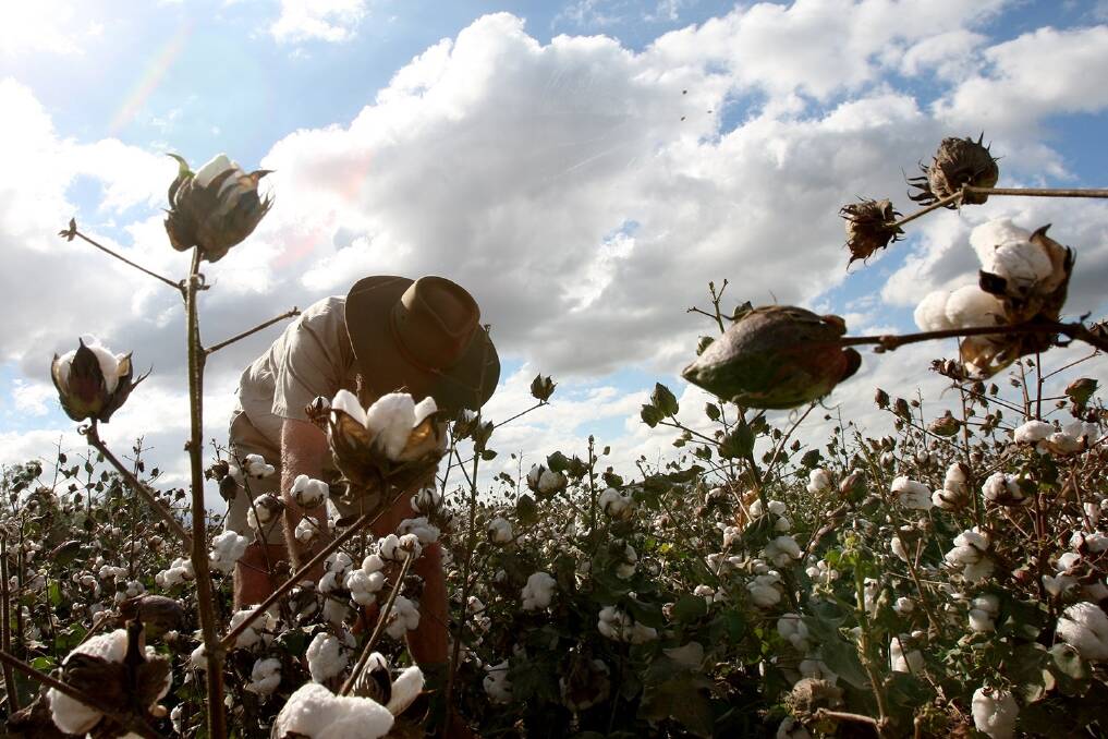 Growers take a punt on dryland cotton