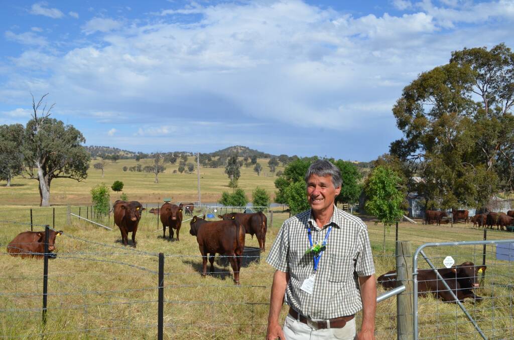 Ian Coghlan, Eurimbla Red Poll stud, Gerogery, with a selection of his stud cattle on display during the visit by attendees 2014 Red Poll World Congress