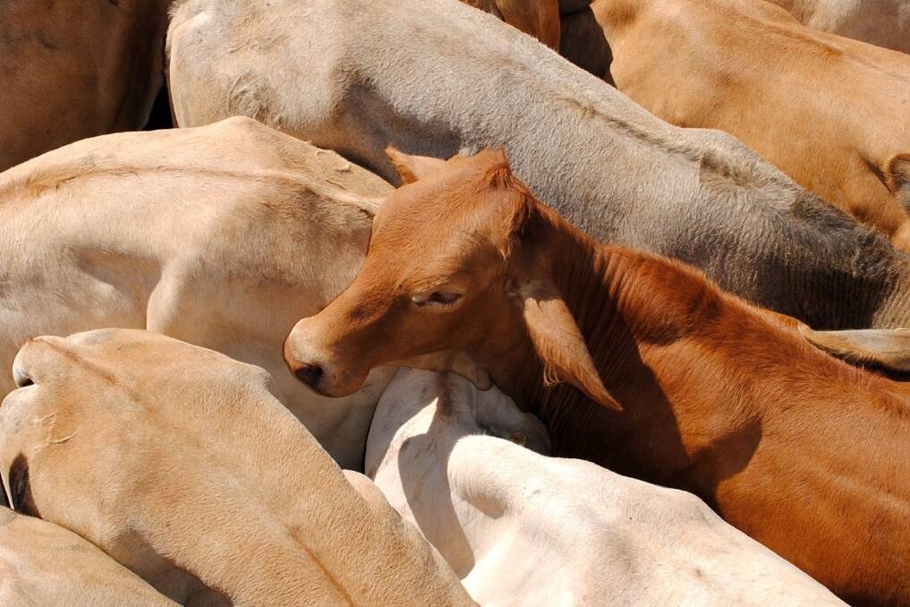 Balancing act in dry calves in drought