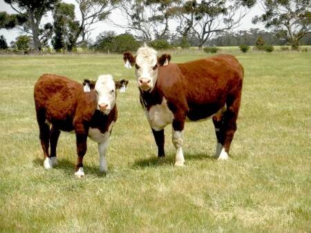 Lot 35 cow and calf to be offered at the Sevenbardot mature cow sale in Mortlake, Victoria, on Friday November 28.