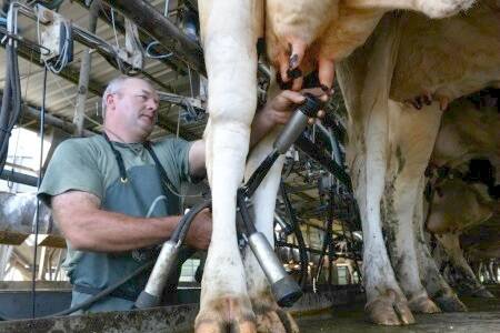 Dairy farmer Chris Stanton, “Hiathwa”, Gloucester.
