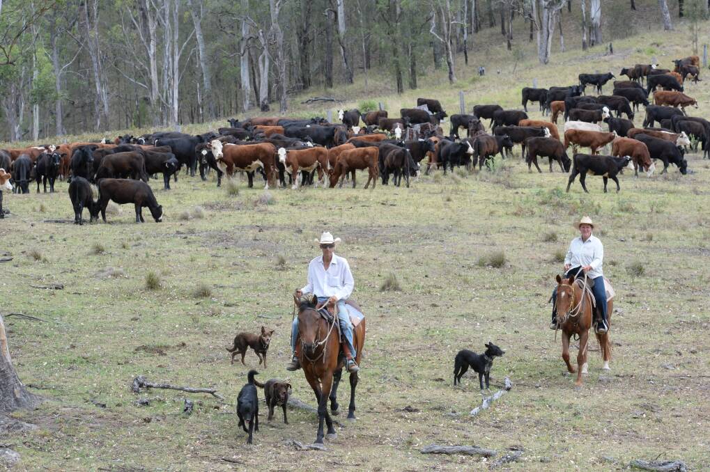 Anthony Clare, Nowendoc, and Nola Nicholson "Ronola", Nowendoc, drove cattle after last weekend's Nowendoc Campdraft..