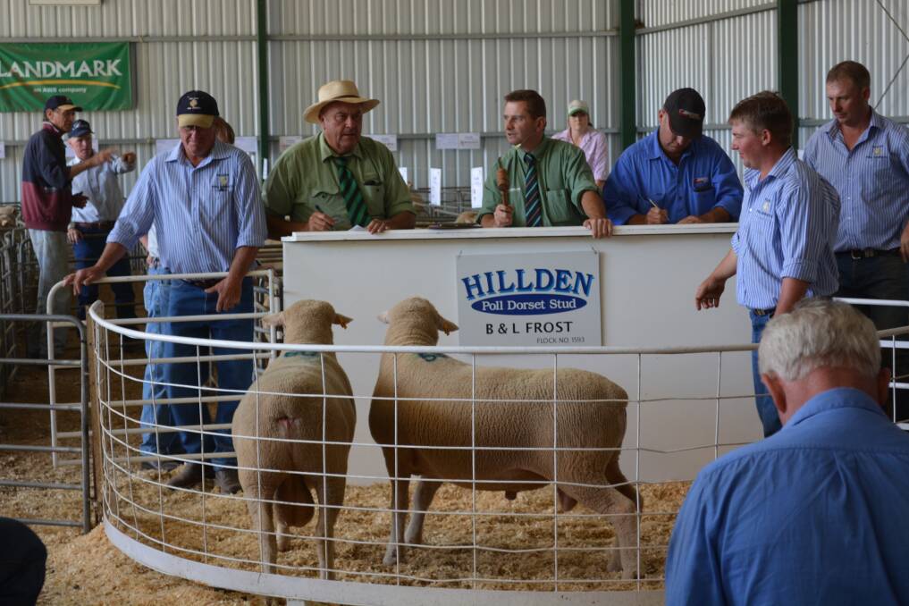 Hillden Poll Dorset stud rams to $3800 and flock rams to $1900